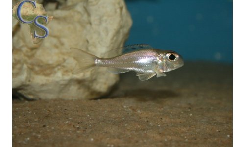 Xenotilapia ornatipinnis burundi